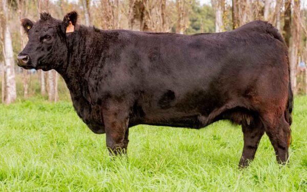 GUSTI 3545 SERRUCHO 10365 T/E
