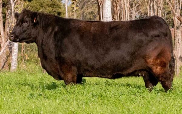 GUSTI 4655 DOÑA EMILIA X 3225 T/E
