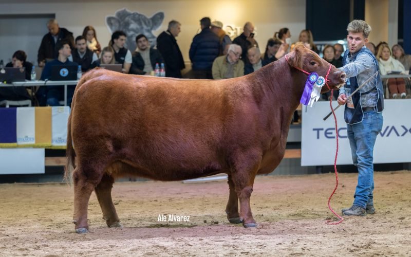 2 RC VACA COL OT26